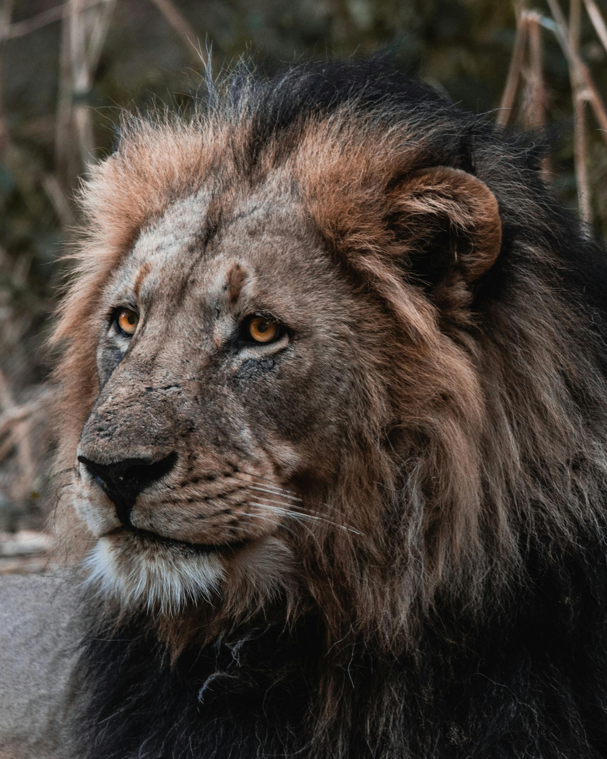 Close-up portrait of a majestic male African lion showcasing its regal mane and intense gaze, captured in Botswana.