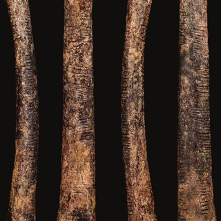 The Ishango Bone: Africa’s Ancient Message to Her Children