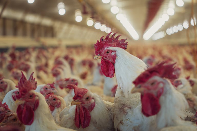 Beyond the Coop: Turning Poultry Production into a Scalable Marketing Asset with Nhema Nhema