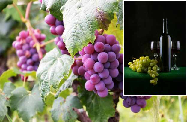 The Sovereign Vine: Why Vinitaly 2026 is the Final Signal for the African Diaspora to Claim the Global Table